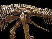 220px-Edmontosaurus pelvis left