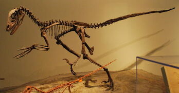 FMNH Deinonychus3