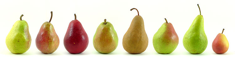 750px-Eight varieties of pears.jpg