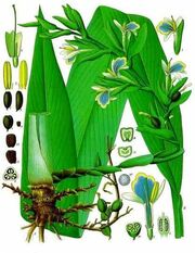 Medecine-douce-remedes-naturels-plantes-cardamome