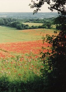 Poppy2