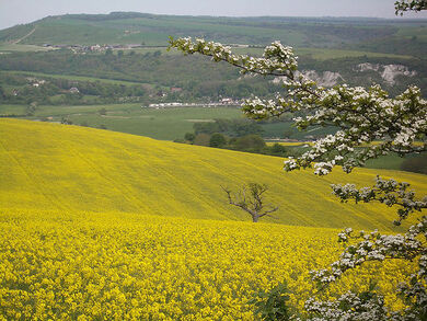 View From Bury Hill (3)
