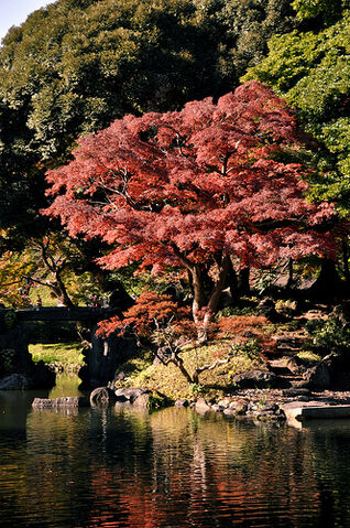 File:Koishikawa Koraku-en.jpg