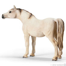 Arabian Mare