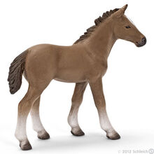 Hanoverian Foal
