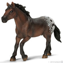 Appaloosa Stallion