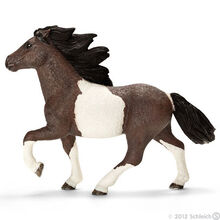 Icelandic Stallion