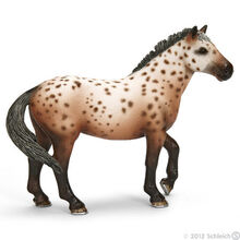 Knabstrupper Stallion