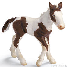 Tinker Foal