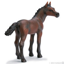 Arabian Foal