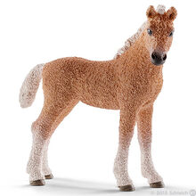 Bashkir Curly Foal