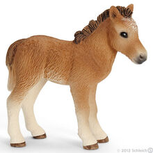 Dartmoor Foal