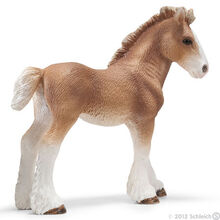 Clydesdale Foal