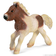 Shetland Foal
