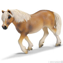 Haflinger Mare