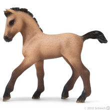 Andalusian Foal