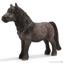 Shetland Stallion