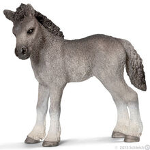 Fell Pony Foal