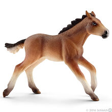 Mustang Foal