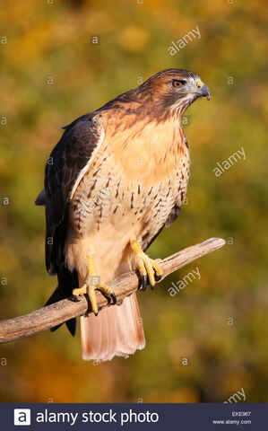 File:Red-tailed-hawk-buteo-jamaicensis-sitting-on-a-stick-EKE967.jpg