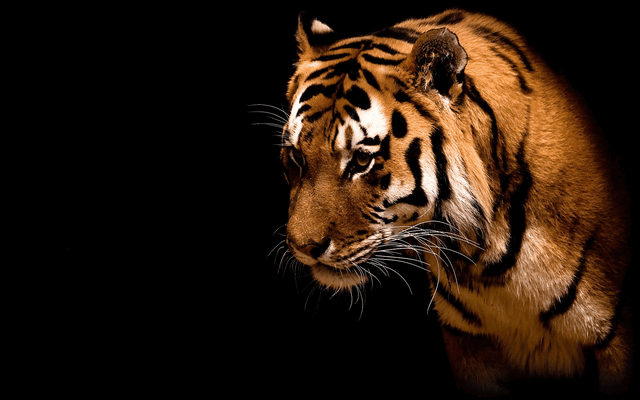 File:Wallpaper-9849821.gif