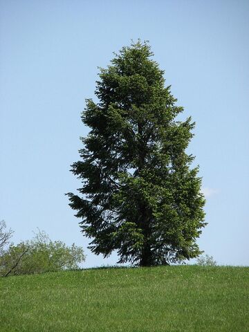 File:Conifers.jpg