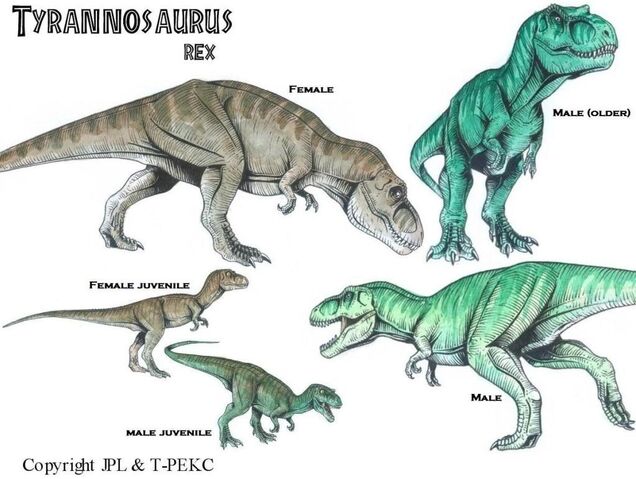 File:Male and Female difference.jpg
