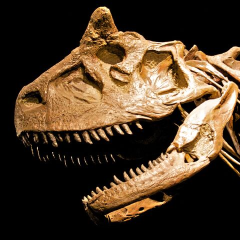 File:Carnotaurus skeleton Cropped.jpg