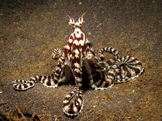 File:Mimic Octopus.jpg