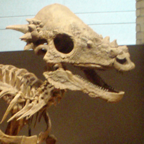 File:Pachycephalosaurus skeleton Cropped.png