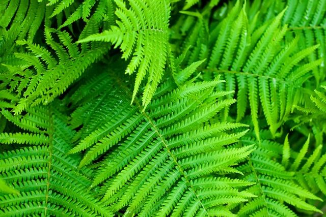 File:Ferns.jpg