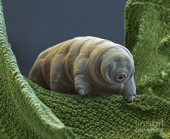 File:4. Waterbear (Survivors).jpg