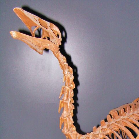 File:Ornithomimus skeleton Cropped.jpg