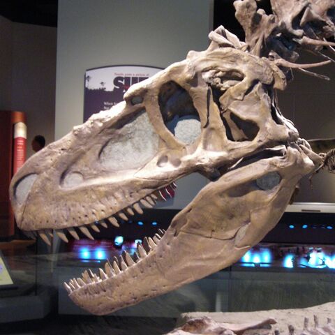 File:Daspletosaurus skeleton Cropped.jpg