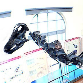 File:Diplodocus Cropped.jpg