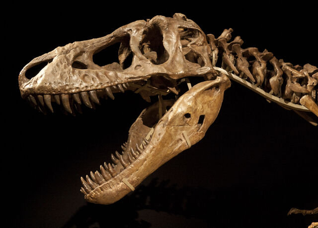File:Tarbosaurus skeleton.jpg