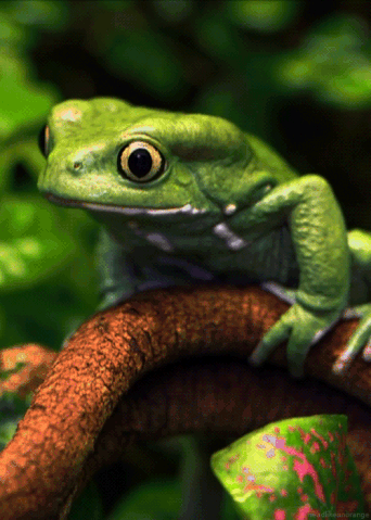 File:Wax Frog.gif