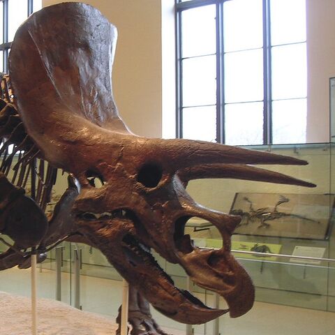 File:Triceeratops Skeleton Cropped.jpg