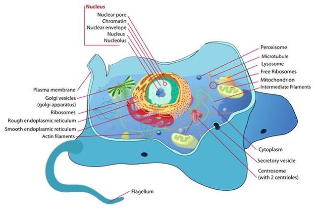 File:Animal-Cell.jpg