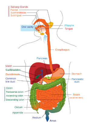 Systems-Digestive-01-goog.png