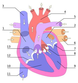 496px-Heart numlabels.svg.png