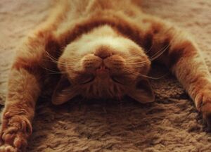 Relax1P