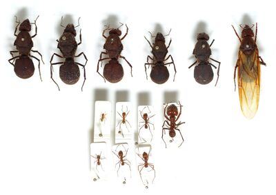 Atta.cephalotes.gamut