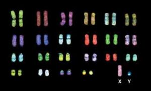 Karyotype-01-goog.jpg