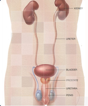 Urology-01-goog