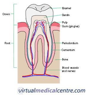 Tooth-goog.jpg