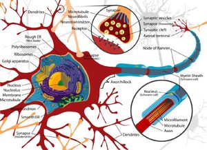 Neuron-Cell-goog.jpg