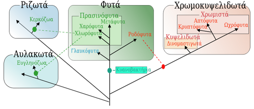 Phyceae-01-wik.png
