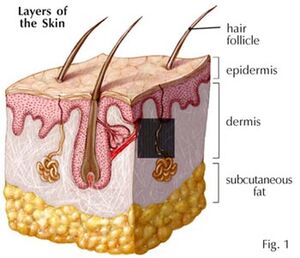 Skin-01-goog.jpg