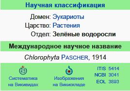 Зелёные водоросли